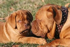 最適合家養(yǎng)的護衛(wèi)犬，地球上10大護衛(wèi)犬