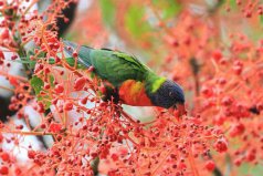 地球上10大最美麗的鳥：孔雀上榜，第一名是彩虹吸蜜鸚鵡