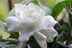 盤點10種最香最美花卉：丁香花上榜，梔子花高居榜首