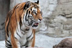 世界上最危險十大貓科動物：獵豹墊底，西伯利亞虎第一名