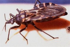 世界十大吸血鬼生物：蚊子僅居第八，冠軍是錐蝽
