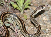盤點世界十大冬眠動物：蛇、黑熊和青蛙全部上榜