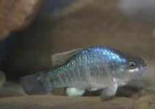 十大因人類滅絕的動物：白暨豚、爪哇虎雙雙上榜