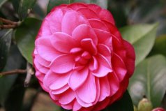 中國十大極品名貴茶花，十八學(xué)士榮獲冠軍