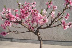 十大鎮(zhèn)宅辟邪的盆栽：桃樹(shù)、柳樹(shù)位列前兩名