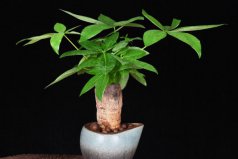 臥室養(yǎng)什么植物旺財，臥室放什么植物最旺財又健康