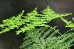 書架適合放什么植物？適合擺在書架的盆栽植物
