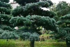 十大盆景名貴樹種排名：發(fā)財樹上榜，第一名五針?biāo)?></a></div><p><a href=