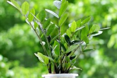 客廳常見的大盆栽植物：客廳適合擺放什么綠植？
