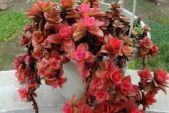 旺財(cái)十大多肉：火祭排第一，紅絲玉露排第二