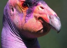 世界12種最丑的動物：水滴魚上榜，加州禿鷲居首