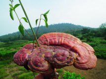 林芝地區(qū)的特產(chǎn)有哪些？林芝十大特產(chǎn)