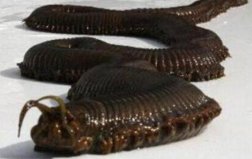 世界十大最惡心的動物排行榜：水滴魚亞軍，蛀船蟲奪冠