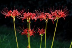 十大不吉利花排行榜：曇花上榜，彼岸花居榜首