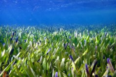 世界上最大的植物：面積200平方公里，長了4500年