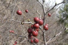 延安有什么土特產(chǎn)？延安十大特產(chǎn)