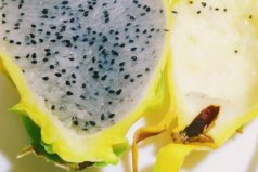 火龍果最新品種哪個好？口感最好的火龍果品種