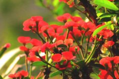 10種代表冬天的植物：個(gè)個(gè)顏值都很高，你養(yǎng)了哪種？