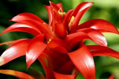 室內(nèi)養(yǎng)十種花最好旺財：發(fā)財樹、富貴竹皆上榜