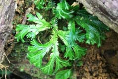 世界上最奇特的草：情人草上榜，千歲蘭壽命達(dá)1500年