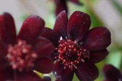 世界上最稀有的花名：巧克力宇宙上榜，你聽(tīng)過(guò)嗎？