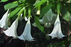 四大冥界之花：曼陀羅、彼岸花、水晶蘭和罌粟花