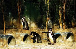 世界十大動(dòng)物園排行榜：柏林動(dòng)物園第三，北京動(dòng)物園第六