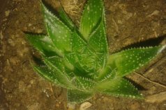 防輻射最強(qiáng)的7種植物：防輻射植物哪個(gè)最好？
