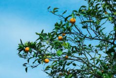 最受歡迎的十大庭院植物：橘樹、棕櫚、竹子全部上榜