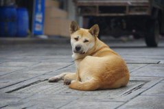 世界上10大人氣最高的寵物狗，中華田園犬奪得第一名