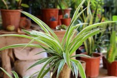 客廳里養(yǎng)什么花最好？客廳放什么植物順利又招財(cái)？