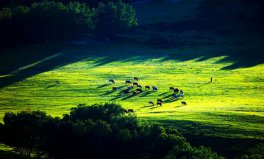 世界四大草原面積排名，全球四大草原排行榜