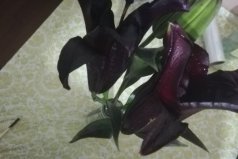 象征黑暗的花有哪些？世界上花語(yǔ)最黑暗的六種花