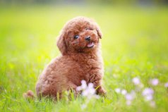 國內(nèi)10大最喜歡飼養(yǎng)的寵物犬，貴賓犬排在第一位