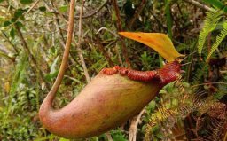 世界十大最危險(xiǎn)植物：蓖麻、雞母珠雙雙入榜！