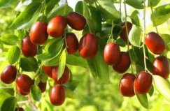 小孩吃什么水果補(bǔ)血效果最好？?jī)和a(bǔ)血十大水果排行榜