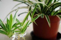 室內最易養(yǎng)的十大花卉：蝴蝶蘭上榜，吊蘭居魁首