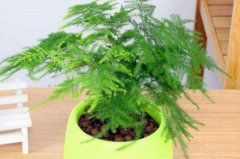 適合辦公室擺放的植物排行榜前十名：文竹、富貴竹全上榜