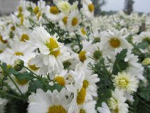 菊花的產(chǎn)地是哪里最好？我國十大優(yōu)質(zhì)菊花產(chǎn)地