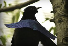 世界十大會(huì)跳舞的動(dòng)物：琴鳥、丹頂鶴雙雙上榜