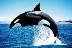 沒有天敵的十大動物排名：稱霸海陸空，天下無敵手