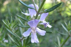 世界十大著名香料植物：迷迭香、薰衣草位列前兩名