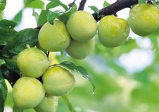 中國最好的李子在哪里？國內(nèi)優(yōu)質(zhì)李子十大產(chǎn)地
