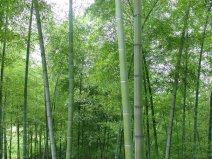 中國(guó)十大竹鄉(xiāng)及竹林，中國(guó)十大竹子之鄉(xiāng)