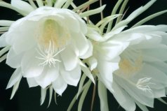 世界十大最美植物：曇花、鶴望蘭雙雙入榜