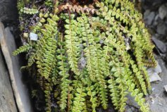 國家十大草本植物保護(hù)名錄：玉龍蕨、革苞菊雙雙上榜