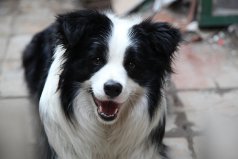 世界十大最易訓(xùn)練的狗，邊境牧羊犬排第一名