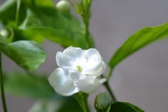 可以泡茶的花有哪些？十大常見可以泡茶的花