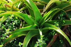 電腦桌上放什么植物好？電腦防輻射的6種植物盆栽