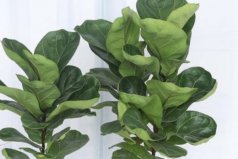 沙發(fā)旁邊適合放什么植物？沙發(fā)邊上適合放的六種盆栽植物